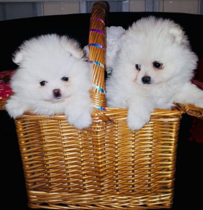 Beautiful Pomeranian puppies Available