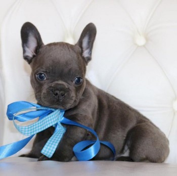 Gorgeous French Bulldog Puppies