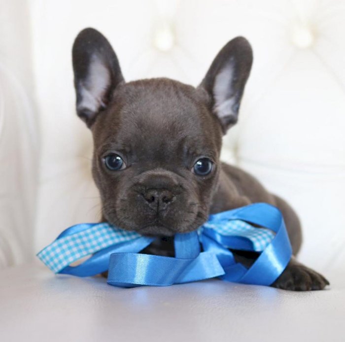 Gorgeous French Bulldog Puppies