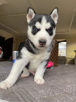 Pedigree Siberian Husky Puppies 