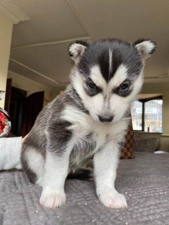 Pedigree Siberian Husky Puppies 