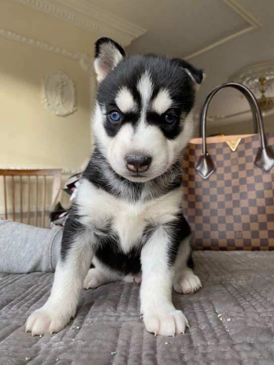 Pedigree Siberian Husky Puppies 