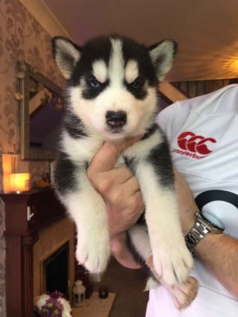 Sweet Siberian Husky Puppies