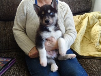 Sweet Siberian Husky Puppies