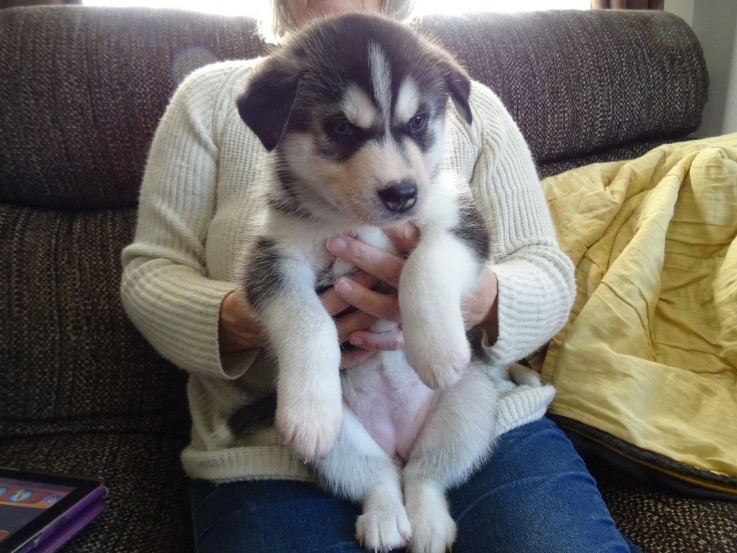 Sweet Siberian Husky Puppies