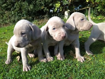 kc-reg weimaraner puppies