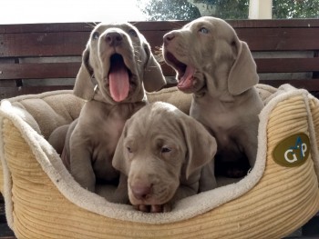 kc-reg weimaraner puppies