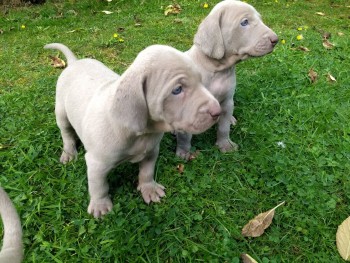 kc-reg weimaraner puppies