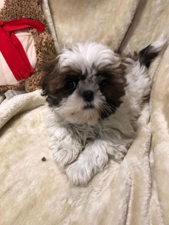 Beautiful Imperial Shih Tzu Puppies