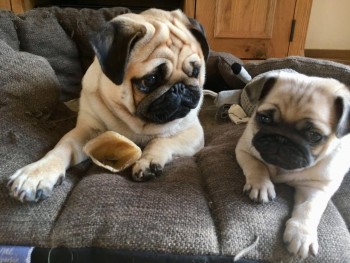 PUG PUPPIES FOR REHOMING