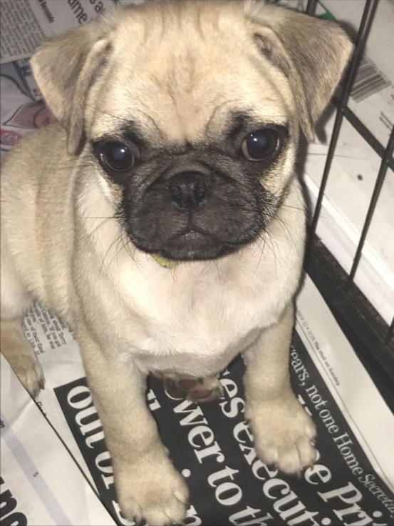 PUG PUPPIES FOR REHOMING