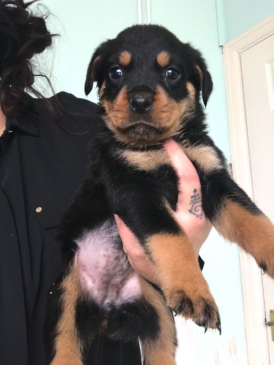 Rottweiler Puppies 