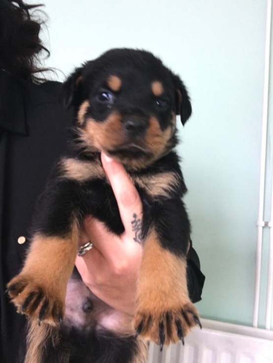 Rottweiler Puppies 