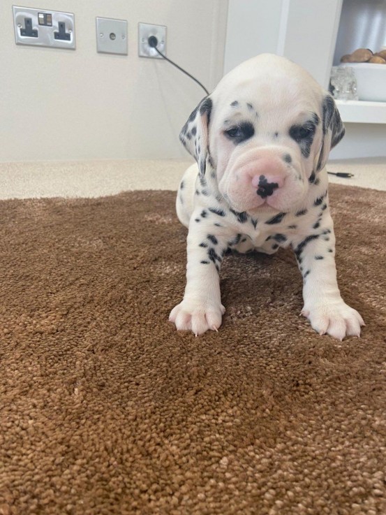 Beautiful  registered Dalmatian puppies