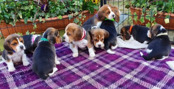 Beagle Puppies Available 