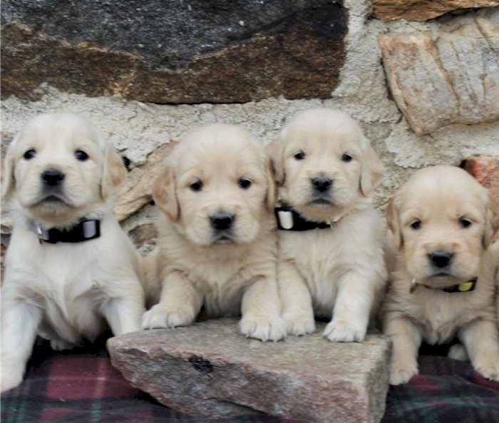 Golden Retriever Now Available