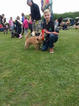 kc-reg-cairn-terrier Puppies