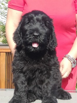 healthy-black-russian-terrier-puppies