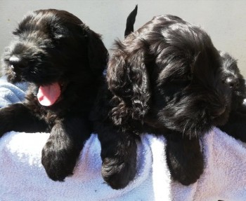 healthy-black-russian-terrier-puppies