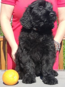 healthy-black-russian-terrier-puppies