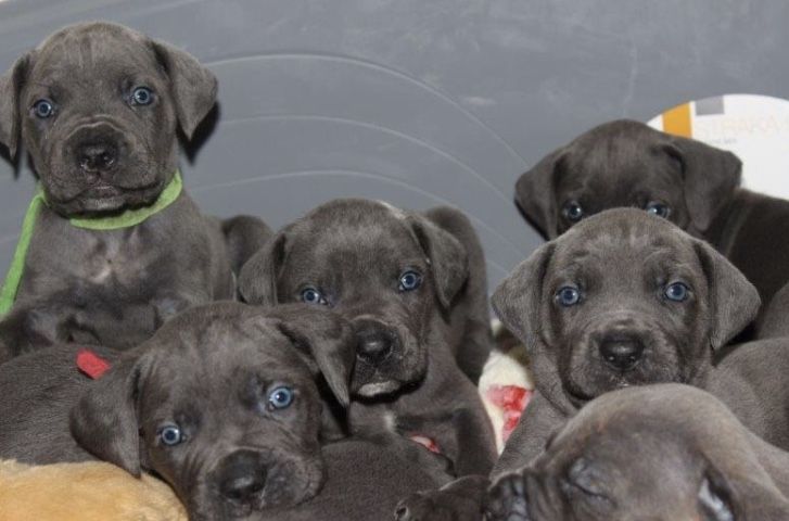 champion-traditional-cane-corso-puppies-