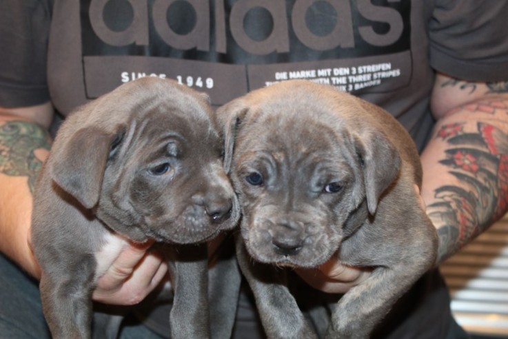 champion-traditional-cane-corso-puppies-