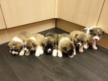 Akita Puppies For New Home