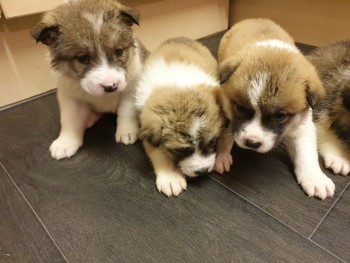 Akita Puppies For New Home