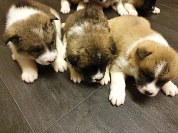 Akita Puppies For New Home