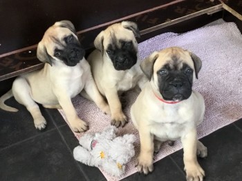 beautiful-litter-of-bullmastiffs-puppies