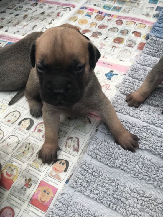 beautiful-litter-of-bullmastiffs-puppies