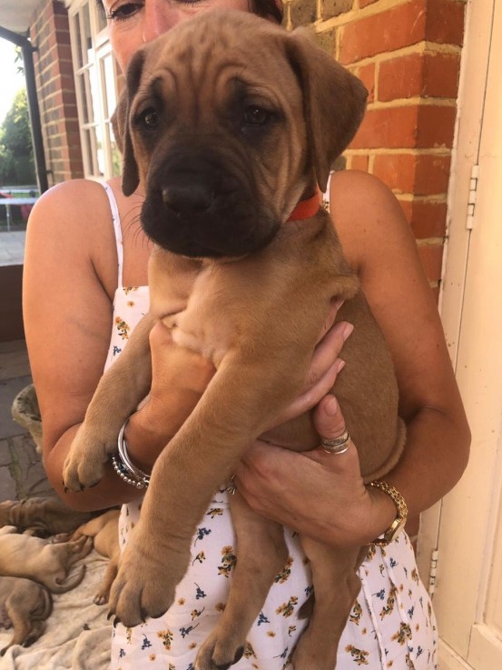 beautiful-litter-of-bullmastiffs-puppies