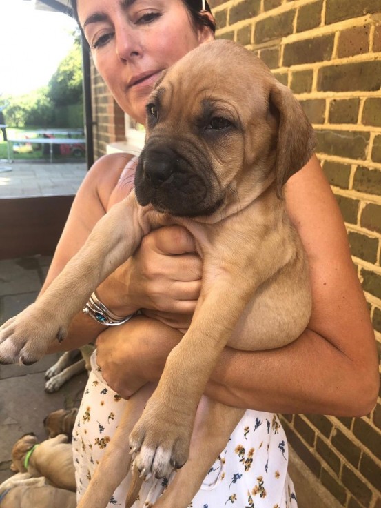 beautiful-litter-of-bullmastiffs-puppies