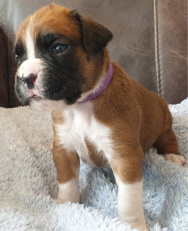 Lovely  Boxer Puppies For Sale 