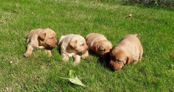 Golden Retriever Puppies 