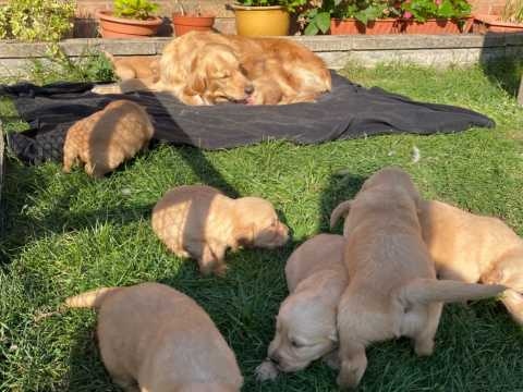 Golden Retriever Puppies 