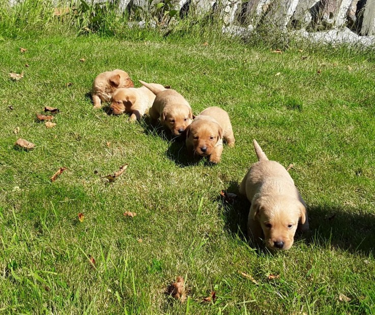 Golden Retriever Puppies 