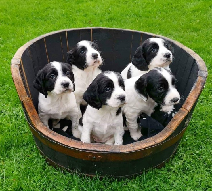 english-springer-spaniel puppies