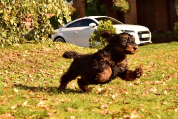 cockapoo-puppies-ready-now