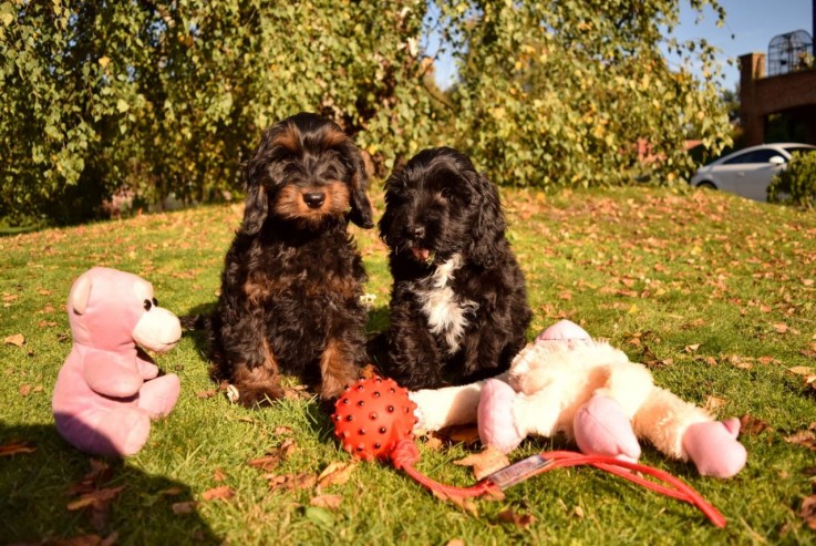 cockapoo-puppies-ready-now