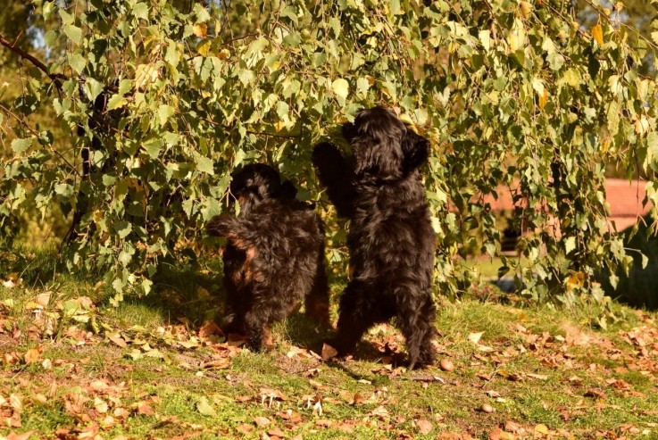 cockapoo-puppies-ready-now