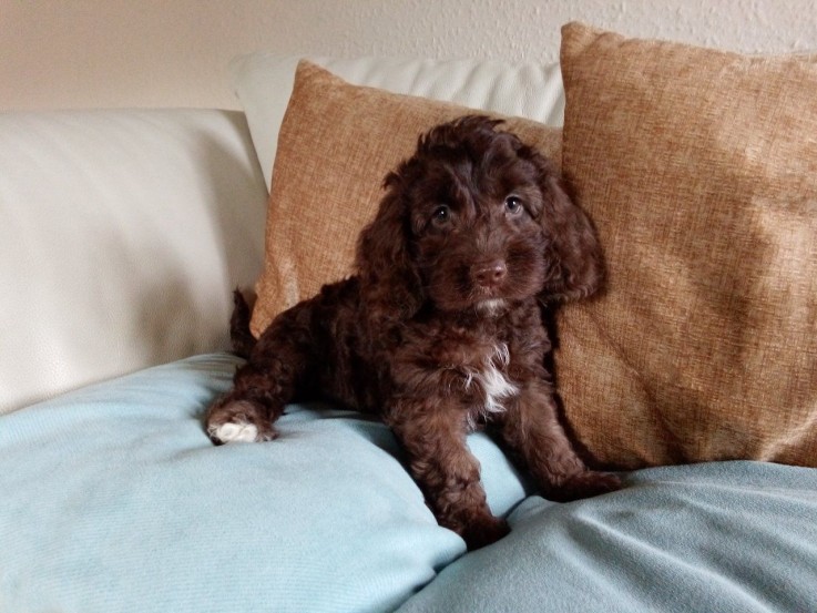 cockapoo-puppies-ready-now