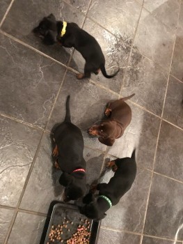 standard-dachshund-puppies