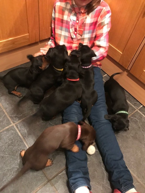 standard-dachshund-puppies