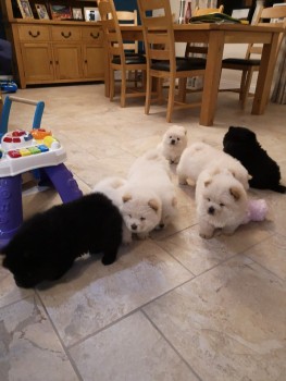 ChOW CHOW PUPPIES