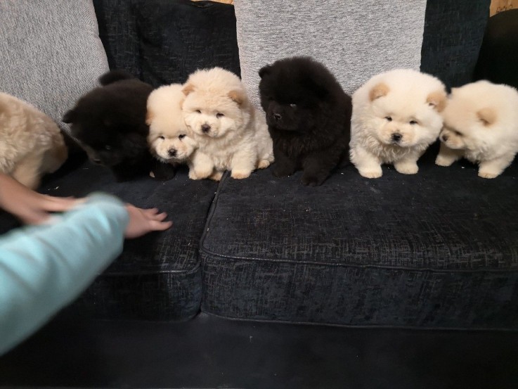 ChOW CHOW PUPPIES