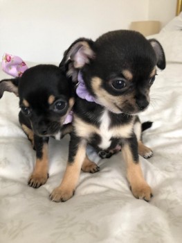 Chihuahua Pupies 