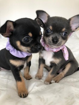 Chihuahua Pupies 