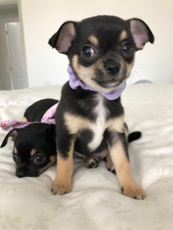 Chihuahua Pupies 