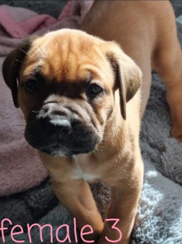 Bullmastiff X Cane Corso Puppies